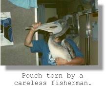 Pouch torn by a careless fisherman.